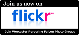Join the Worcester Peregrine Group on Flickr Logo